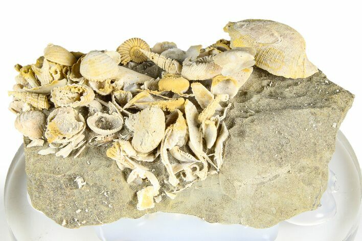 Miniature Fossil Cluster (Ammonites, Brachiopods) - France #364258